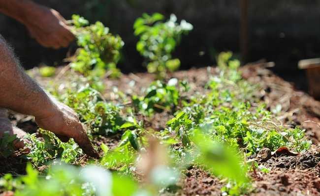 Horta Comunitária Horta Comunitária