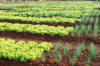 VEREADOR ZETINHO QUER A CRIAÇÃO DE HORTAS COMUNITÁRIAS